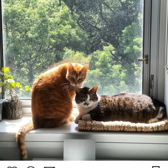 PcN - Picture 2 of 2